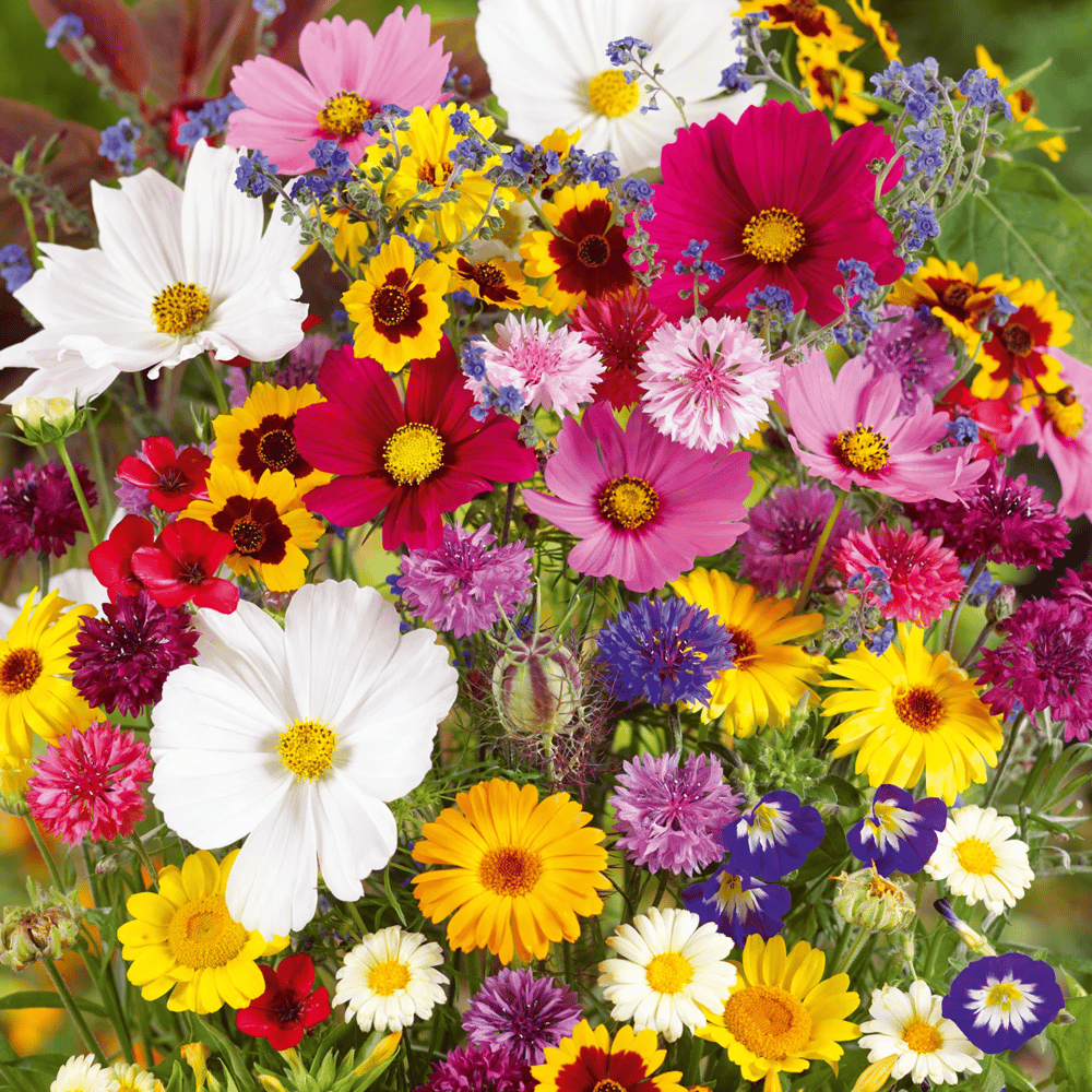 🔥Last day clearance💝Premium Cold-Hardy Mixed Perennial Seeds - Selected 40+ Fall Planting Mix
