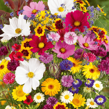 🔥Last day clearance💝Premium Cold-Hardy Mixed Perennial Seeds - Selected 40+ Fall Planting Mix