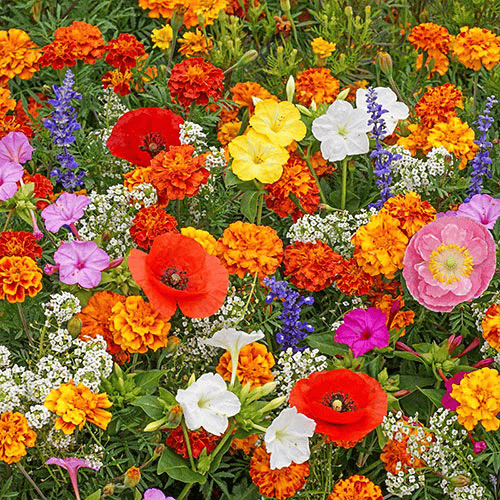 🔥Last day clearance💝Premium Cold-Hardy Mixed Perennial Seeds - Selected 40+ Fall Planting Mix